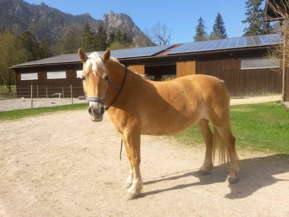 Ferienhaus Gestuet Pfaffenlehen Bischofswiesen Exteriör bild